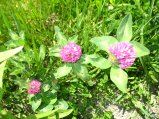 ../thumbnails/098-IMG_8889.JPG.small.jpeg