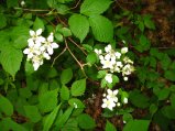 ../thumbnails/103-IMG_8892.JPG.small.jpeg
