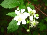 ../thumbnails/104-IMG_8893.JPG.small.jpeg