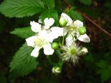 ../thumbnails/105-IMG_8894.JPG.small.jpeg