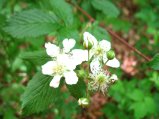 ../thumbnails/106-IMG_8895.JPG.small.jpeg