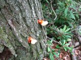 ../thumbnails/109-IMG_8898.JPG.small.jpeg