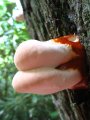 ../thumbnails/114-IMG_8906.JPG.small.jpeg