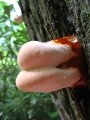 ../thumbnails/115-IMG_8907.JPG.small.jpeg