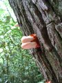 ../thumbnails/116-IMG_8908.JPG.small.jpeg