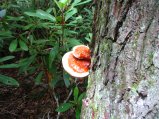 ../thumbnails/117-IMG_8909.JPG.small.jpeg