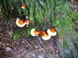 ../thumbnails/118-IMG_8913.JPG.small.jpeg