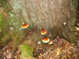 ../thumbnails/119-IMG_8914.JPG.small.jpeg