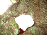 ../thumbnails/120-IMG_8915.JPG.small.jpeg