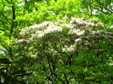 ../thumbnails/122-IMG_8917.JPG.small.jpeg