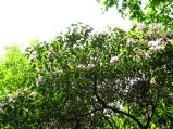 ../thumbnails/123-IMG_8918.JPG.small.jpeg