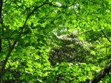 ../thumbnails/124-IMG_8919.JPG.small.jpeg