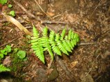 ../thumbnails/128-IMG_8923.JPG.small.jpeg