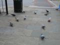 img142.jpeg.small.jpeg