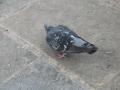 img143.jpeg.small.jpeg