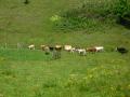 img111.jpeg.small.jpeg