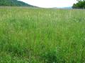 img115.jpeg.small.jpeg