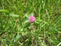 img119.jpeg.small.jpeg