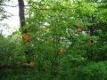 img127.jpeg.small.jpeg