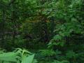 img128.jpeg.small.jpeg