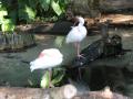 img129.jpeg.small.jpeg