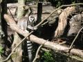 img146.jpeg.small.jpeg