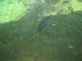 img161.jpeg.small.jpeg