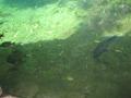 img162.jpeg.small.jpeg