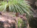 img171.jpeg.small.jpeg