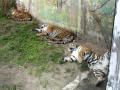 img209.jpeg.small.jpeg