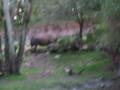 img305.jpeg.small.jpeg