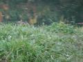 img307.jpeg.small.jpeg