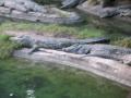 img313.jpeg.small.jpeg