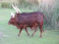 img323.jpeg.small.jpeg