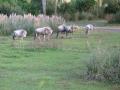 img324.jpeg.small.jpeg