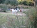 img339.jpeg.small.jpeg