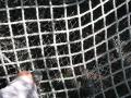 img386.jpeg.small.jpeg