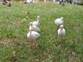 img435.jpeg.small.jpeg