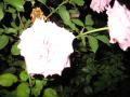 img489.jpeg.small.jpeg