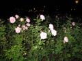 img490.jpeg.small.jpeg