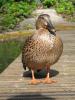 img507.jpeg.small.jpeg