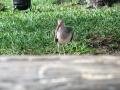 img509.jpeg.small.jpeg