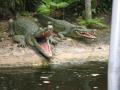 img523.jpeg.small.jpeg