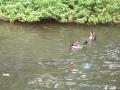 img599.jpeg.small.jpeg