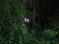 img605.jpeg.small.jpeg