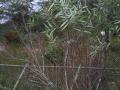 img608.jpeg.small.jpeg