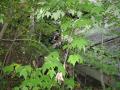 img096.jpeg.small.jpeg
