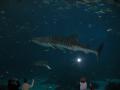 img103.jpeg.small.jpeg