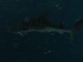 img104.jpeg.small.jpeg