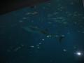 img106.jpeg.small.jpeg